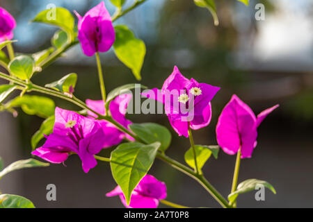 Boccola di bouganville in fiore - viola fioritura bush Foto Stock
