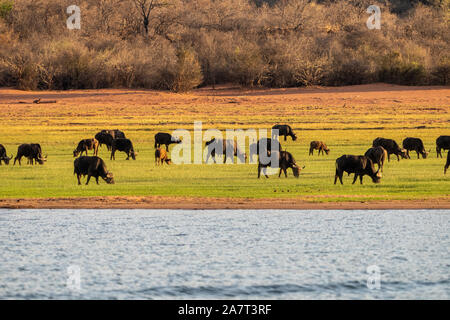 Bufalo africano o bufalo del capo (Syncerus caffer) Foto Stock