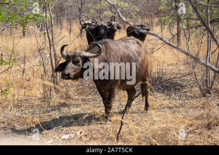 Bufalo africano o bufalo del capo (Syncerus caffer) Foto Stock