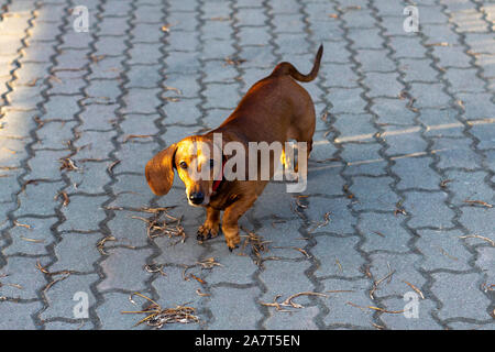 Marrone cane bassotto passeggiate lungo il percorso nel parco. Vista superiore della parte anteriore. Foto Stock