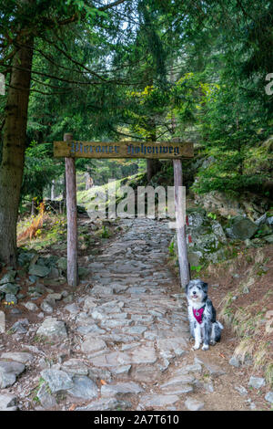 Cane in attesa presso il percorso escursionistico Meeraner Hoehenweg attraversando il bosco vicino al Rifugio Leiter in Italia in una giornata autunnale Foto Stock