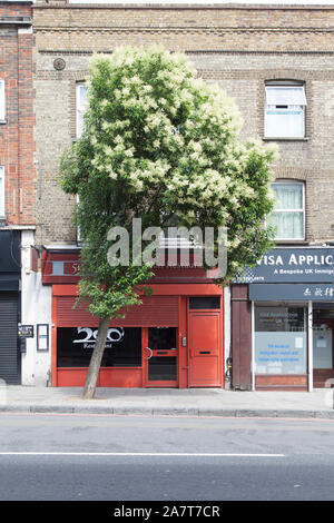 Fioritura albero cinese ligustro (Ligustrum lucidum), street tree, Holloway Road, Londra N19 Foto Stock