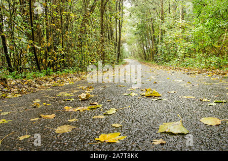 Vista bassa di una stretta strada asfaltata attraverso una foresta con foglie sparse in un giorno di pioggia in autunno Foto Stock