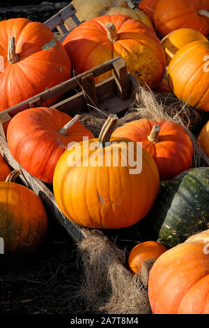 Zucche arancione in contenitori di legno in allotment garden, kent, Inghilterra Foto Stock