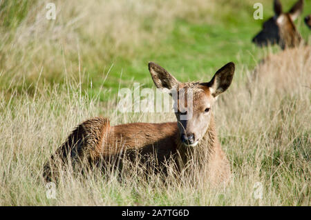 Un cervo in appoggio a Richmond Park, Regno Unito Foto Stock