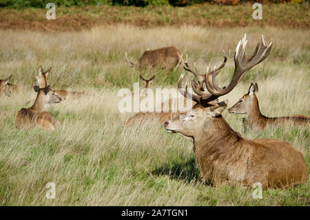 Una mandria di cervi a Richmond Park, Regno Unito Foto Stock