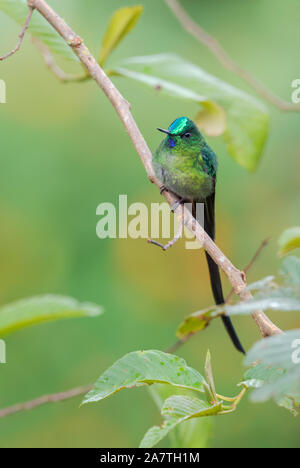 Long-tailed Sylph - Aglaiocercus kingi, bella lunga coda di hummingbird dalla foresta nuvolosa di Andeans piste, San Isidro, Ecuador, Sud America. Foto Stock
