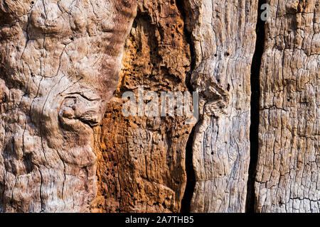 Dettagli, foresta Sababurg Urwald, Hofgeismar, Weser Uplands, Weserbergland, Hesse, Germania Foto Stock