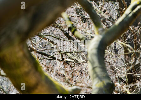 Dettagli, foresta Sababurg Urwald, Hofgeismar, Weser Uplands, Weserbergland, Hesse, Germania Foto Stock