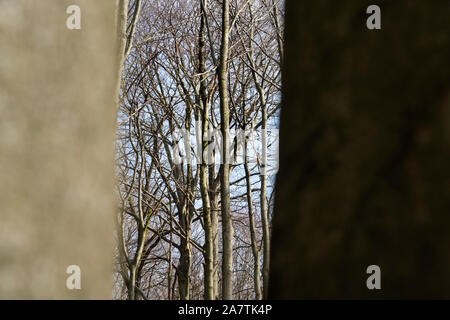 Dettagli, foresta Sababurg Urwald, Hofgeismar, Weser Uplands, Weserbergland, Hesse, Germania Foto Stock