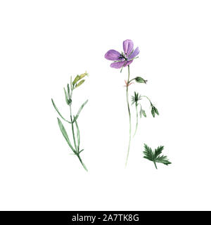 Acquerello botanico illustrazione di lilla geranio fiori e foglie verde e bianco fiore campion Silene latifoglia isolati su sfondo bianco. Foto Stock