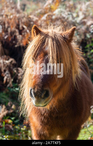 Pony Shetland vita selvatica nel nuovo Parco Nazionale Foreste, Hampshire, Inghilterra, Regno Unito Foto Stock