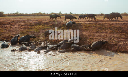 Buffalo attraversare il fiume vicino al villaggio galleggiante in Cambogia Foto Stock