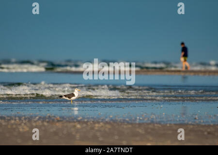 Lone lesser black backed gull sulla spiaggia Foto Stock