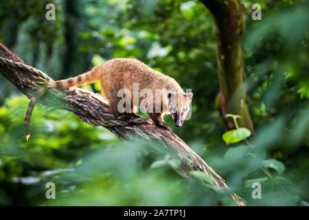 Coati in ZOO Dvur Kralove nad Labem Foto Stock