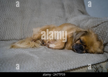 Pekingese femmina cane dorme sul divano Foto Stock