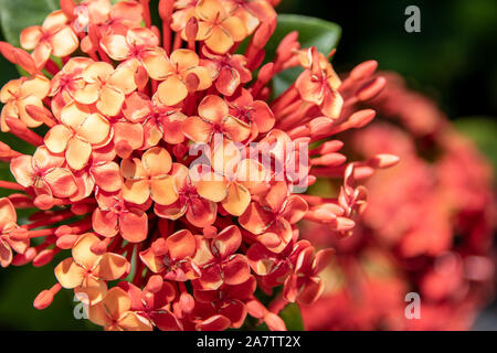 Rosso-arancione palla di fiori in Florida - ixora Foto Stock