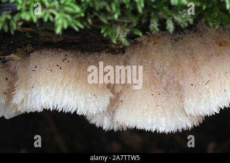 Phlebia tremellosa (ex Merulius tremellosus), noto come tremore Merulius o jelly rot, funghi selvatici dalla Finlandia Foto Stock