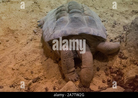 Vomere mangiare tartaruga in sabbia Foto Stock