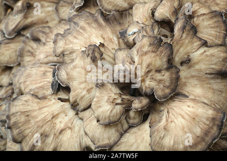 Grifola frondosa, noto come maitake, Gallina-di-il-woods, ram la testa e la testa di pecora, widl funghi commestibili con proprietà medicinali Foto Stock