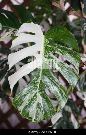 Variegata di monstera deliciosa foglia, vicino. Foto Stock