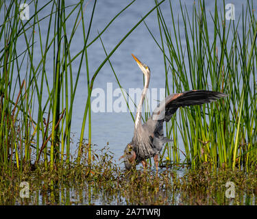 Airone blu dancing in acqua Foto Stock