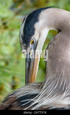 Airone blu preening piume - close up Foto Stock