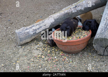 La cavia in una ciotola di semi Foto Stock