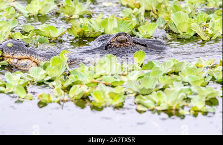 Il coccodrillo americano - chiudere in acqua camuffati da piante Foto Stock