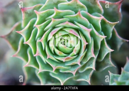 Macro shot di galline e polli 'Fontpedrouse'. Foto Stock