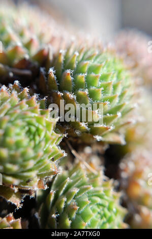 Macro shot di galline e polli 'Fontpedrouse'. Foto Stock