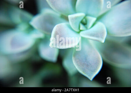 Macro shot di Graptopetalum paraguayense 'Ghost vegetale". Foto Stock