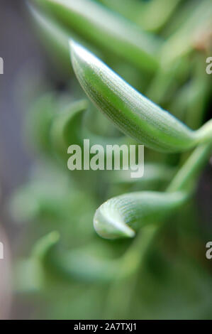 Closeup colpo di Senecio radicans 'Stringa di banane'. Foto Stock