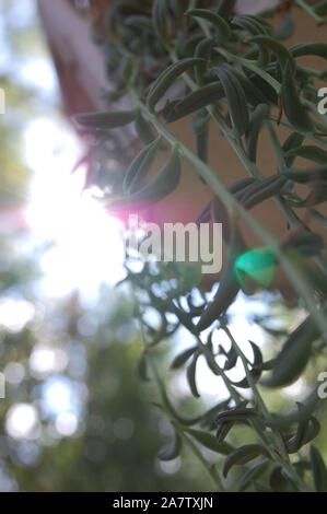Closeup colpo di Senecio radicans 'Stringa di banane'. Foto Stock