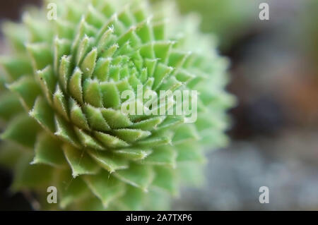 Macro shot di galline e polli 'Ruota verde". Foto Stock