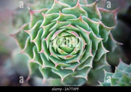 Macro shot di galline e polli 'Fontpedrouse'. Foto Stock