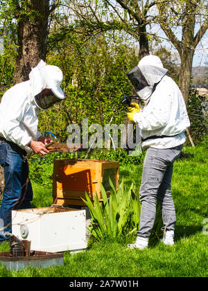 Fotografo a scattare foto di apiarist in giardino, con api battenti intorno all'apicoltore. Autentica scena di vita di apicoltura Foto Stock