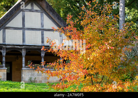 Nissa sylvatica Wisley falò. Gomma nera Wisley falò e un cottage con tetto di paglia in autunno a Batsford Arboretum, Cotswolds, Moreton-in-Marsh, Regno Unito Foto Stock