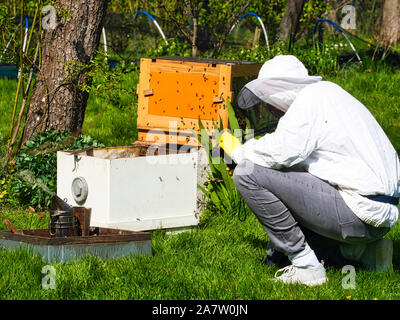 Fotografo di scattare le foto e i video di apiarist in giardino, con api battenti intorno all'apicoltore. Autentica scena di vita di apicoltura Foto Stock