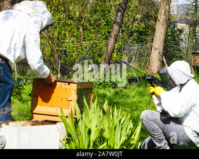 Fotografo a scattare foto di apiarist in giardino, con api battenti intorno all'apicoltore. Autentica scena di vita di apicoltura Foto Stock