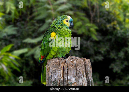 Turchese-fronteggiata amazon / turchese-fronteggiata parrot / Blu-fronteggiata amazon (Amazon aestiva), sud americana specie di pappagallo amazon Foto Stock