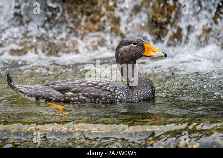 Sistema per la cottura a vapore Fuegian anatra / Magellanic flightless vaporizzatore anatra (Tachyeres pteneres) anatra flightless dal Sud America Foto Stock