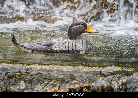 Sistema per la cottura a vapore Fuegian anatra / Magellanic flightless vaporizzatore anatra (Tachyeres pteneres) anatra flightless dal Sud America Foto Stock