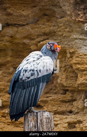 King Vulture (Sarcoramphus papa / Vultur papa) nativa per America Centrale e America del Sud Foto Stock