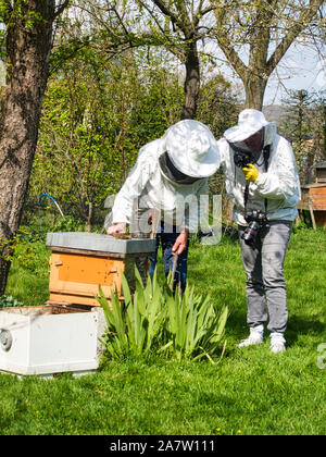 Fotografo a scattare foto di apiarist in giardino, con api battenti intorno all'apicoltore. Autentica scena di vita di apicoltura Foto Stock