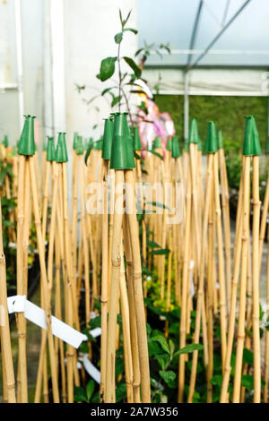 Canne bamboo per piante