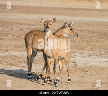 Outsprings Nilgai da Blackbuck Parco Nazionale a Velavadar è situato nel distretto di Bhavnagar del Gujarat, India. Foto Stock