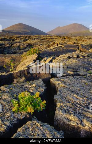 Lavafield con licheni e Rumex lunaria (Rumex lunaria), area protetta Monumento Naturale de la Cueva de los Naturalistas, vicino a Tinajo, Lanzarote Foto Stock