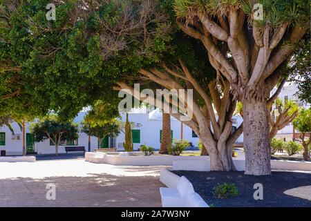 Laurel e dragon alberi, Plaza San Roque, Tinajo, Lanzarote, Isole Canarie, Spagna Foto Stock