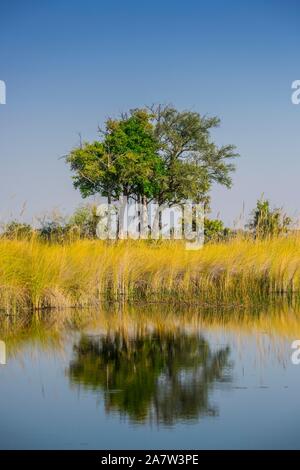 Okavango Delta paesaggio di palude, riserva Moremi, Ngamiland, Botswana Foto Stock